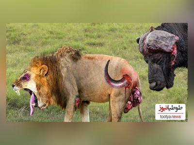 (ویدئو) مستند حیات وحش حیوانات/ نبرد  نفس‌گیر شیر و گاومیش