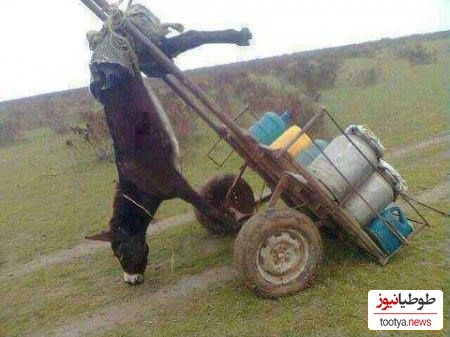 حمل بار با الاغ