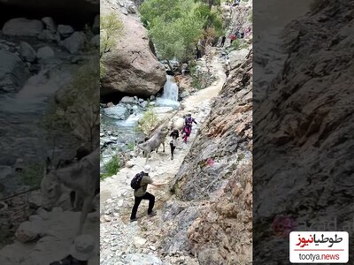 (ویدئو) اصابت دو الاغ غیرقابل کنترل در درکه با کوهنواردان باعث پرت شدن پسر جوان در دره شد