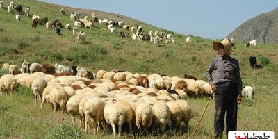خلاقیت خنده دار چوپان اردبیلی برای بردن گوسفندان به چراگاه با جدیدترین اختراع وطنی/ گوسفند چه گناهی کرده بود آخه😂