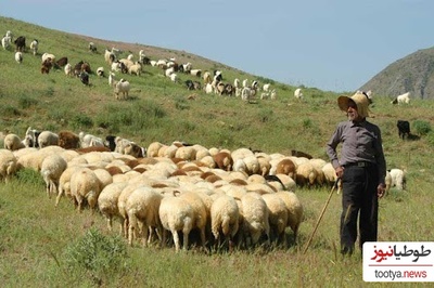 خلاقیت خنده دار چوپان اردبیلی برای بردن گوسفندان به چراگاه با جدیدترین اختراع وطنی/ گوسفند چه گناهی کرده بود آخه😂