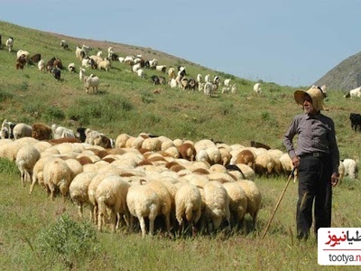 خلاقیت خنده دار چوپان اردبیلی برای بردن گوسفندان به چراگاه با جدیدترین اختراع وطنی/ گوسفند چه گناهی کرده بود آخه😂