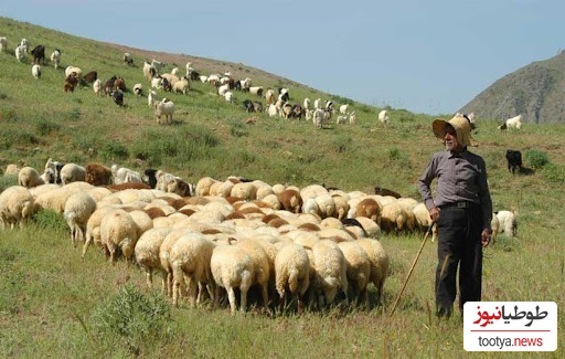 خلاقیت خنده دار چوپان اردبیلی برای بردن گوسفندان به چراگاه با جدیدترین اختراع وطنی/ گوسفند چه گناهی کرده بود آخه😂