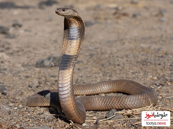 (ویدئو) حیات وحش ؛ مستند حیوانات راز بقا؛ این داستان بلعیده شدن مار زنگی سمی وسترن توسط مار کبری