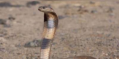 (ویدئو) حیات وحش ؛ مستند حیوانات راز بقا؛ این داستان بلعیده شدن مار زنگی سمی وسترن توسط مار کبری