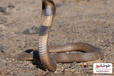 (ویدئو) حیات وحش ؛ مستند حیوانات راز بقا؛ این داستان بلعیده شدن مار زنگی سمی وسترن توسط مار کبری
