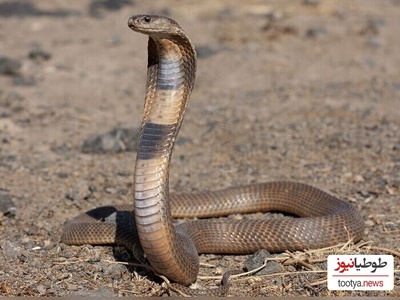 (ویدئو) حیات وحش ؛ مستند حیوانات راز بقا؛ این داستان بلعیده شدن مار زنگی سمی وسترن توسط مار کبری