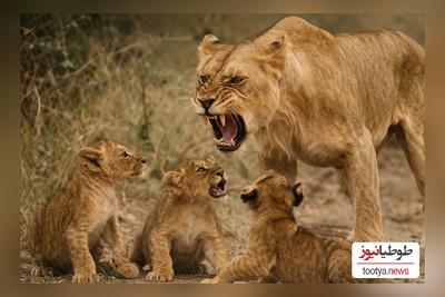 (ویدئو) ویژه علاقه‌مندان به مستند حیات وحش/ راز بقا،این داستان: تربیت بچه به سبک شیر