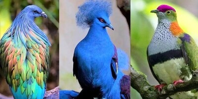 (تصاویر) 11 گونه از زیباترین و کمیاب ترین کبوترهای جهان که از دیدنشان شوکه میشوید!/اگه اینا کبوترن پس پرنده های کوچه ی ما چی هستن؟