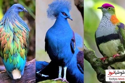 (تصاویر) 11 گونه از زیباترین و کمیاب ترین کبوترهای جهان که از دیدنشان شوکه میشوید!/اگه اینا کبوترن پس پرنده های کوچه ی ما چی هستن؟