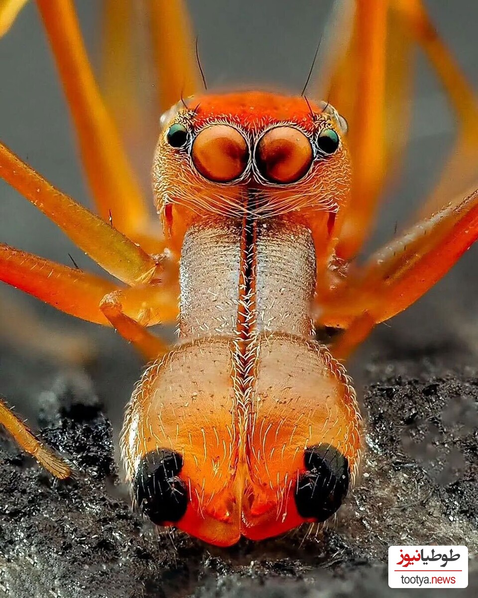 عنکبوت مورچه نما