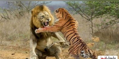 دوئل مرگبار در قلمرو وحش؛ وقتی پنجه‌های ببر با غرش شیر روبه‌رو می‌شود! 🦁🐯+ویدیو
