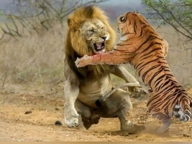 دوئل مرگبار در قلمرو وحش؛ وقتی پنجه‌های ببر با غرش شیر روبه‌رو می‌شود! 🦁🐯+ویدیو