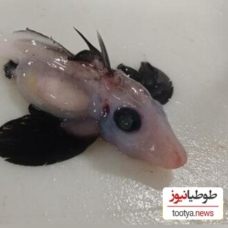 کشف یک گونه جانور نادر و جدید در دریا؛ کوسه‌های شبح در آبهای تاریک نیوزلند دیده شد! +تصاویر