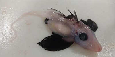 کشف یک گونه جانور نادر و جدید در دریا؛ کوسه‌های شبح در آبهای تاریک نیوزلند دیده شد! +تصاویر