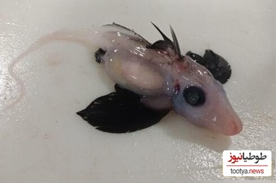 کشف یک گونه جانور نادر و جدید در دریا؛ کوسه‌های شبح در آبهای تاریک نیوزلند دیده شد! +تصاویر