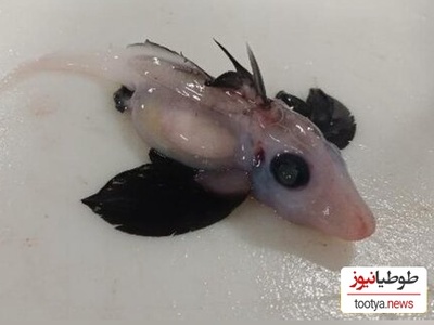 کشف یک گونه جانور نادر و جدید در دریا؛ کوسه‌های شبح در آبهای تاریک نیوزلند دیده شد! +تصاویر