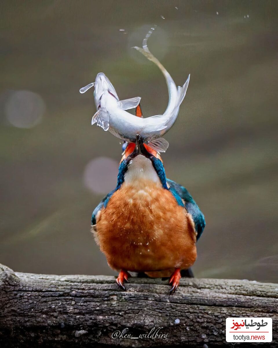 شکار ماهی توسط پرنده