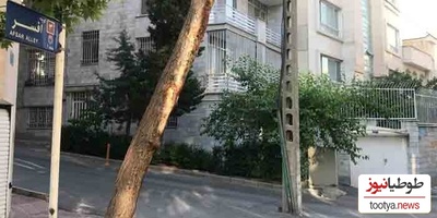 شاهکار خنده‌دار کارگران خلاق در آسفالت کردن دورِ درخت و ریختن خاک دور تیر چراغ برق برای رشد کردن تیر!+ویدیو