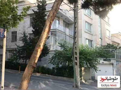 شاهکار خنده‌دار کارگران خلاق در آسفالت کردن دورِ درخت و ریختن خاک دور تیر چراغ برق برای رشد کردن تیر!+ویدیو