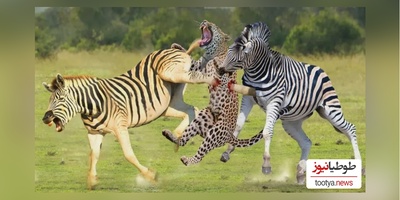 (ویدئو) مستند حیات وحش حیوانات/ راز بقا، این داستان: نبرد نفس‌گیر یوزپلنگ و گورخر