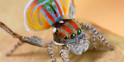 (ویدئو) زیبایی رنگ ها و رقص عجیب این عنکبوت طاووس همه رو شوکه کرد / آخه عنکبوت هم انقدر خوشگل میشه😍