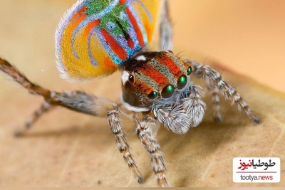 (ویدئو) زیبایی رنگ ها و رقص عجیب این عنکبوت طاووس همه رو شوکه کرد / آخه عنکبوت هم انقدر خوشگل میشه😍