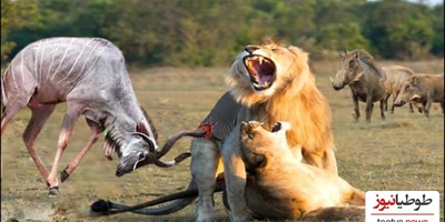 (ویدئو) نبرد خونین گوزن وحشی و شیر در مستند حیات وحش