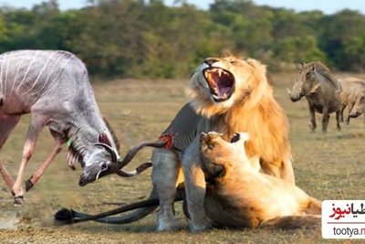 (ویدئو) نبرد خونین گوزن وحشی و شیر در مستند حیات وحش