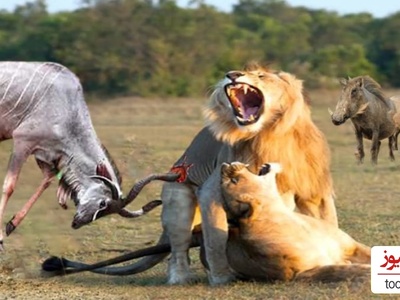 (ویدئو) نبرد خونین گوزن وحشی و شیر در مستند حیات وحش