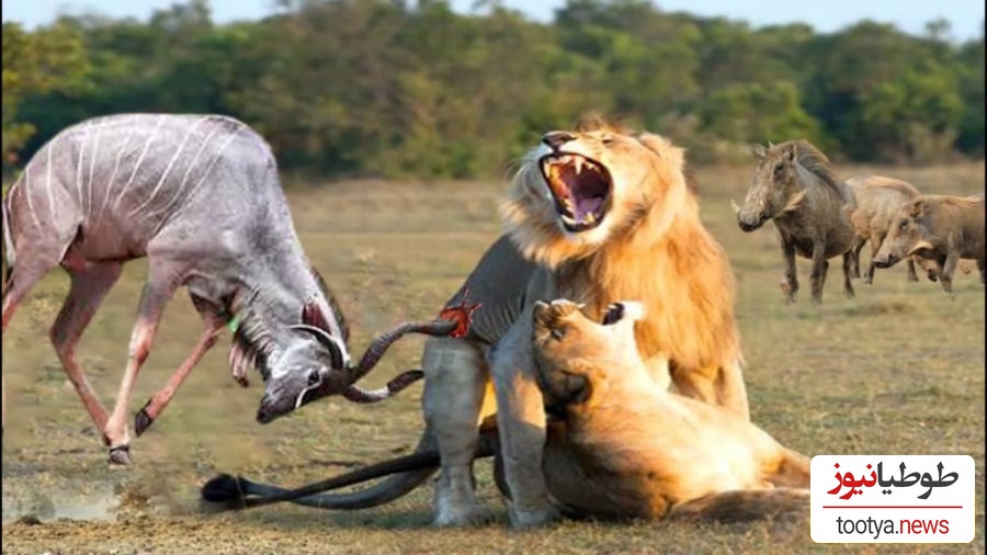 (ویدئو) نبرد خونین گوزن وحشی و شیر در مستند حیات وحش