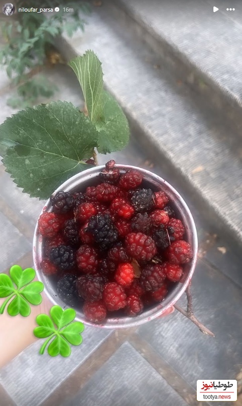 محصولات باغچه نیلوفر پارسا