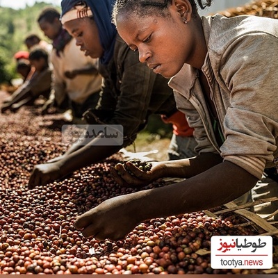 چندش‌آورترین و گرانترین قهوه دنیا در مدفوع فیل! + جزئیات و تصاویر