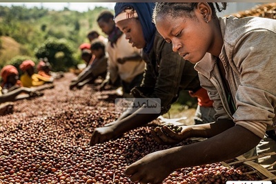 چندش‌آورترین و گرانترین قهوه دنیا در مدفوع فیل! + جزئیات و تصاویر
