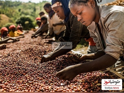چندش‌آورترین و گرانترین قهوه دنیا در مدفوع فیل! + جزئیات و تصاویر