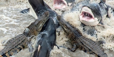 مستند حیات وحش فرمانروایان اقیانوس/ رازبقا: نبرد دلهره آور کوسه های وحشی با گله کروکودیل‌ها در آب+فیلم +18