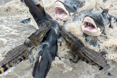 مستند حیات وحش فرمانروایان اقیانوس/ رازبقا: نبرد دلهره آور کوسه های وحشی با گله کروکودیل‌ها در آب+فیلم +18