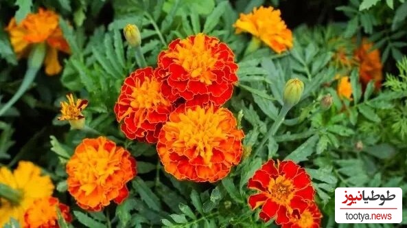 گل همیشه بهار