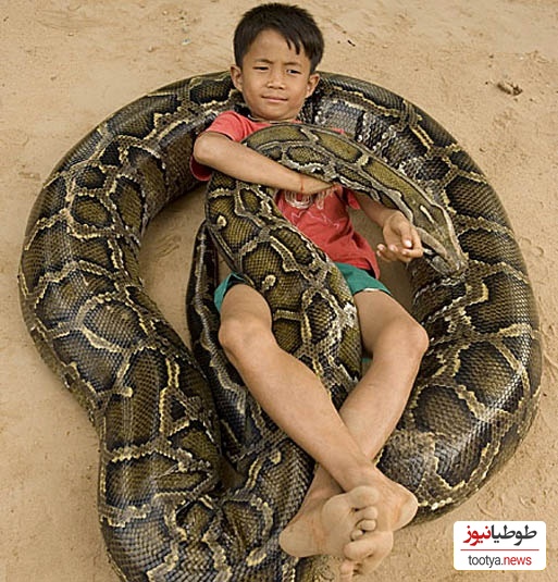 (ویدئو) مستند حیات وحش حیوانات/ این داستان: لحظه هیجان انگیز باز کردن تخم مار پیتون و خارج کردن بچه مارها