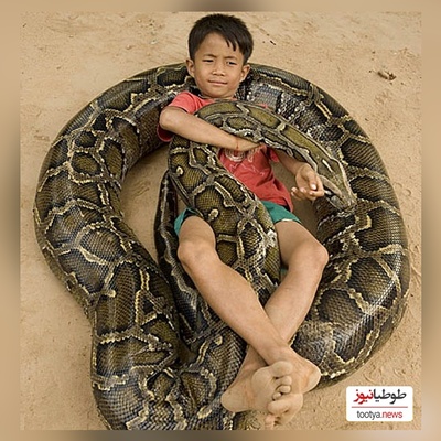 (ویدئو) مستند حیات وحش حیوانات/ این داستان: لحظه هیجان انگیز باز کردن تخم مار پیتون و خارج کردن بچه مارها