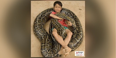 (ویدئو) مستند حیات وحش حیوانات/ این داستان: لحظه هیجان انگیز باز کردن تخم مار پیتون و خارج کردن بچه مارها