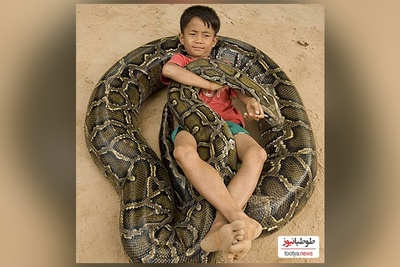 (ویدئو) مستند حیات وحش حیوانات/ این داستان: لحظه هیجان انگیز باز کردن تخم مار پیتون و خارج کردن بچه مارها