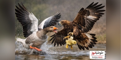 مستند حیات وحش/ راز بقا، این داستان:عُقاب هم که باشی پیش یه مادر کم میاری!