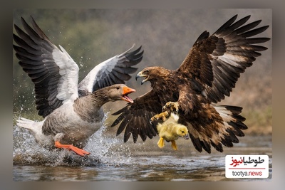 مستند حیات وحش/ راز بقا، این داستان:عُقاب هم که باشی پیش یه مادر کم میاری!