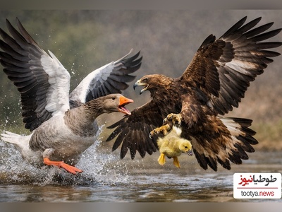 مستند حیات وحش/ راز بقا، این داستان:عُقاب هم که باشی پیش یه مادر کم میاری!