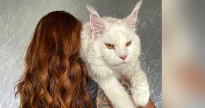 غول پیکرترین گربه دنیا کو؟! +تصاویر