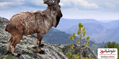 (فیلم) دومین نوید بزرگ برای دوستداران محیط زیست / بعد از همای سعادت، بز کوهی اروندان پس از دو قرن به البرز بازگشت!/واقعا باشکوهه