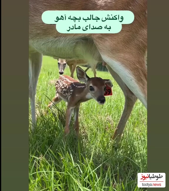 لحظات آموزش دیدن بچه آهو توسط مادرش برای گرفتن موقعیت مناسب در هنگام خطر/ باورتون میشه با فوت کردن به بچه اخطار میده!