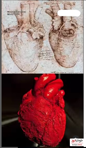 (ویدیو) راز شگفت‌آور مارپیچی بودن قلب انسان که پس از قرن‌ها کشف شد/ بدن انسان یک شاهکار هنری پیچیده است!