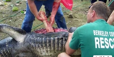 (ویدئو) تمساح عظیم‌الجثه‌ و وحشتناکی که یک دختربچه را بلعیده بود شکار شد